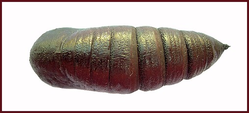 Pupa of Smerinthus caecus (dorsal view), Siberia, Russia. Photo: &copy; Tony Pittaway.
