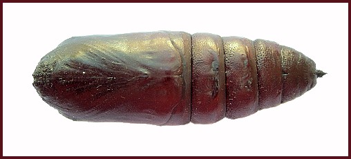Pupa of Smerinthus caecus (ventral view), Siberia, Russia. Photo: &copy; Tony Pittaway.