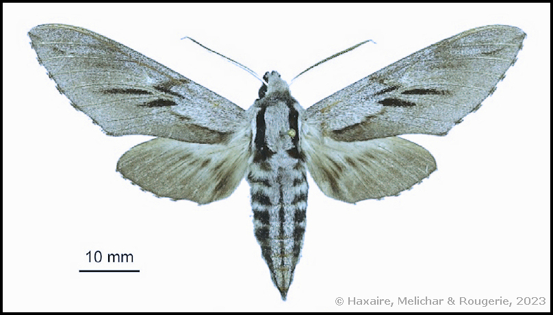 Upperside of male Hyloicus corsica, Mausoleo, Tartagine, Haute-Corse [Corsica], 1200m, 42&deg;49040'N 8&deg;97745'E, leg. J. Barbut & R. Rougerie [HOLOTYPE]. Photo: &copy; Haxaire, Melichar & Rougerie, 2023.