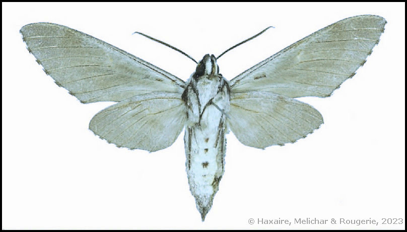 Underside of male Hyloicus corsica, Mausoleo, Tartagine, Haute-Corse [Corsica], 1200m, 42&deg;49040'N 8&deg;97745'E, leg. J. Barbut & R. Rougerie [HOLOTYPE]. Photo: &copy; Haxaire, Melichar & Rougerie, 2023.