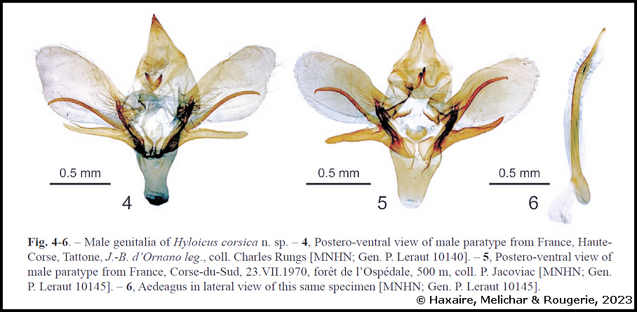 Male genitalia of Hyloicus corsica. Photo: &copy; Haxaire, Melichar & Rougerie, 2023.