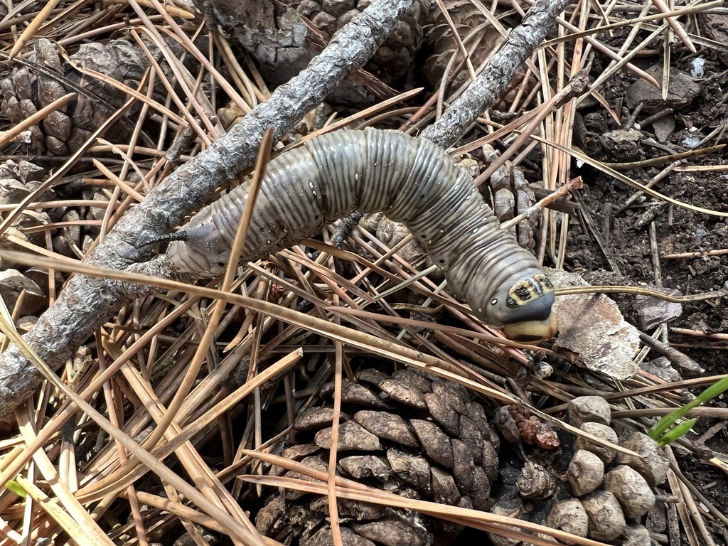 Full-grown, pre-pupation larva of Hyloicus corsica bearing many eggs of a tachinid parasitoid, Zonza, southern Corsica. Photo: &copy; tobiwankenObi.
