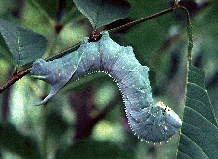 Full-grown larva of Sphinx franckii. Photo: &copy; Tony Pittaway.