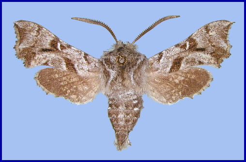 Adult Sphingonaepiopsis gorgoniades, Armenia. Photo: &copy; Martin L&ouml;dl, NHMW.