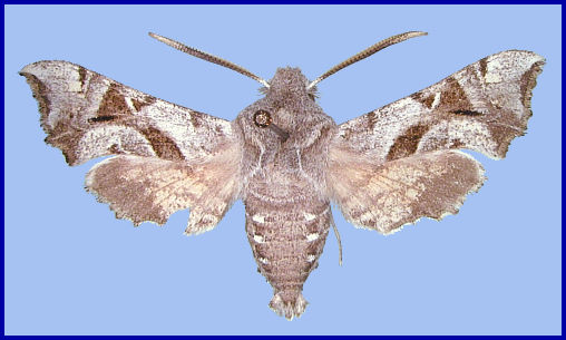 Adult Sphingonaepiopsis gorgoniades, Afghanistan. Photo: &copy; Martin L&ouml;dl, NHMW.