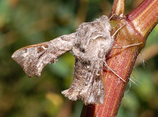 Adult Sphingonaepiopsis gorgoniades, Ilek River Valley, 30Km S Aktobe, N Kazakhstan. Photo: &copy; Pavel Gorbunov.