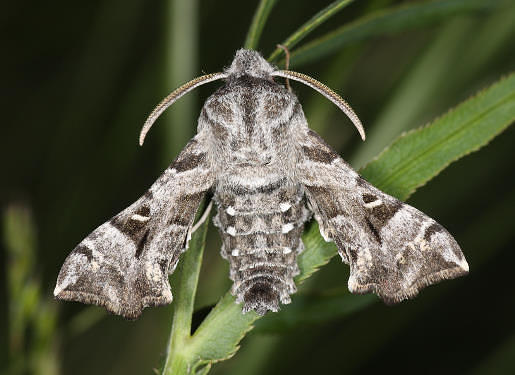 Male Sphingonaepiopsis gorgoniades (alert), Saratov/Volgograd area, southern Russia. Photo: &copy; A. Zagorinsky.