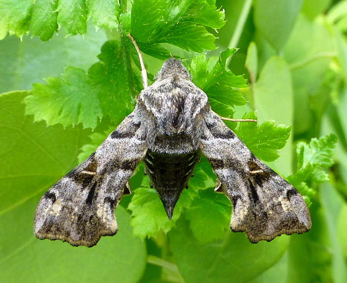 Male Sphingonaepiopsis gorgoniades, Crimea, Ukraine, bred 2017/18, leg. Serge Yevdoshenko. Photo: &copy; Tony Pittaway.