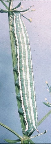 Full-grown larva of Sphingonaepiopsis gorgoniades, Republic of North Macedonia. Photo: &copy; E. Bodi.