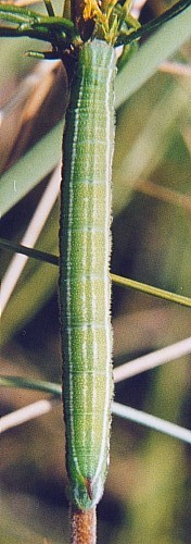 Final instar larva of Sphingonaepiopsis gorgoniades, Russia. Photo: &copy; Serge Yevdoshenko.