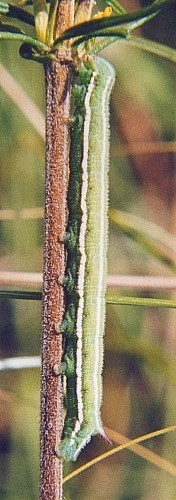 Final instar larva of Sphingonaepiopsis gorgoniades, Russia. Photo: &copy; Serge Yevdoshenko.