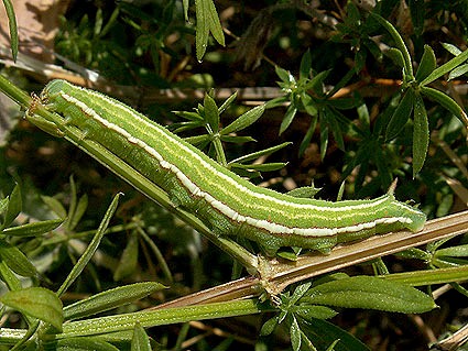 Full-grown green form larva of Sphingonaepiopsis gorgoniades, eastern Crimea, Ukraine, 25.VI.2007. Photo: &copy; Vyacheslav Ivonin & Natalie Ivonina.
