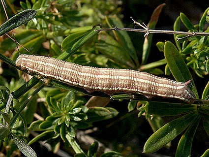 Full-grown brown form larva of Sphingonaepiopsis gorgoniades, eastern Crimea, Ukraine, 28.VI.2007. Photo: &copy; Vyacheslav Ivonin & Natalie Ivonina.
