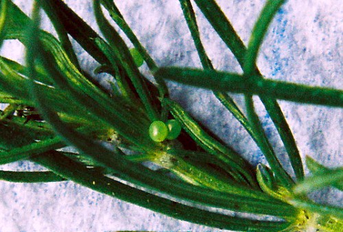 Eggs of Sphingonaepiopsis gorgoniades, Russia. Photo: &copy; Serge Yevdoshenko.
