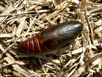 Pupa of Sphingonaepiopsis gorgoniades, eastern Crimea, Ukraine. Photo: &copy; Vyacheslav Ivonin & Natalie Ivonina.