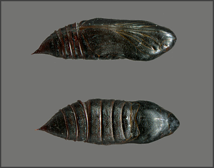 Pupa of Sphingonaepiopsis gorgoniades, Morskoye, eastern Crimea, Ukraine, leg. Serge Yevdoshenko. Photo: &copy; Tony Pittaway.