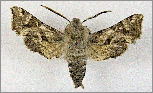 Male Sphingonaepiopsis gurkoi, Rushan area, western Pamirs, Tajikistan, 3400m, 10-20.vii.1996. Photo: &copy; Michal &Rcaron;ez&aacute;&ccaron;.