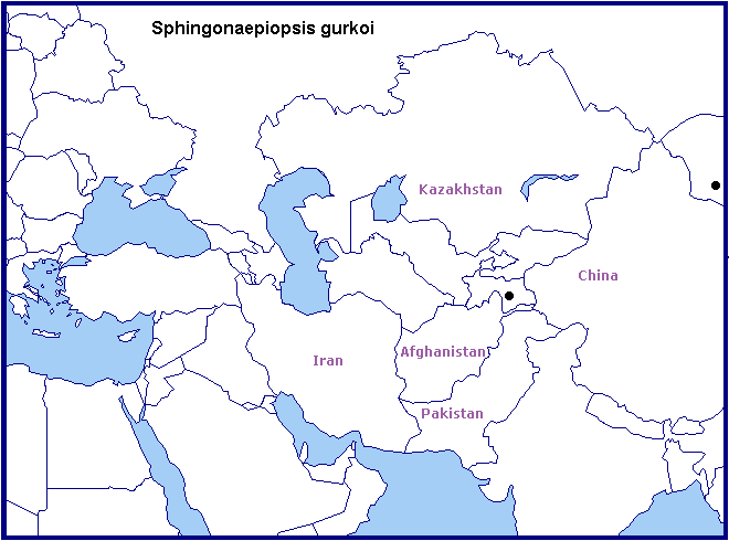 Global distribution of Sphingonaepiopsis gurkoi. Map: &copy; Tony Pittaway.