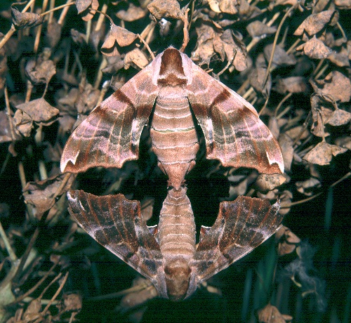 Mating pair of Smerinthus kindermannii, Turkey. Photo: &copy; Tony Pittaway.