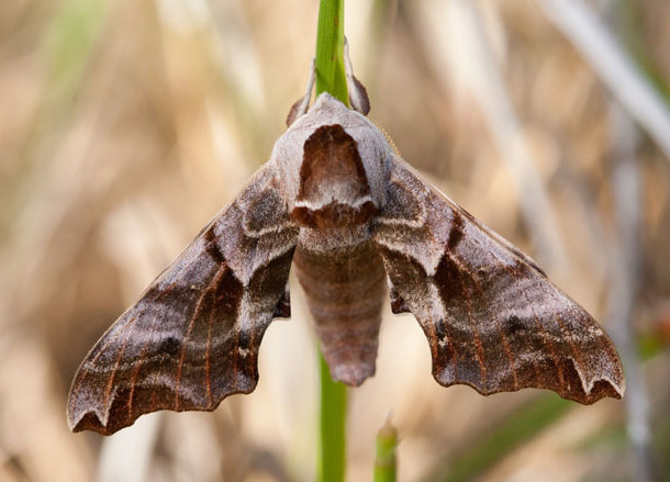 Male Smerinthus kindermannii, Bakanas, Ili river, SE Kazakhstan, 9-10.v.2013. Photo: &copy; Svyatoslav Knyazev.