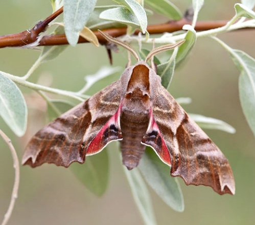Male Smerinthus kindermannii, Bakanas, Ili river, SE Kazakhstan, 9-10.v.2013. Photo: &copy; Svyatoslav Knyazev.