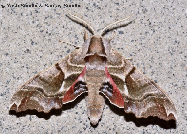 Male Smerinthus kindermannii, Tiggur, Nubra Valley, Ladakh, India, 2.vii.2016. Photo: &copy; Yash Sondhi & Sanjay Sondhi.