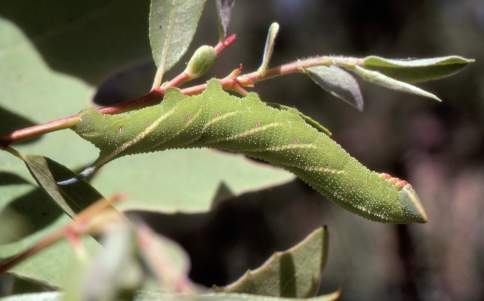 Green larval form of Smerinthus kindermannii, Shiraz, Iran, 1984. Photo: &copy; Tony Pittaway.