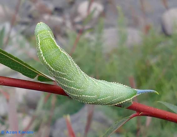 Green larval form of Smerinthus kindermannii (dorsal view), Utror, Swat Valley, Khyber Pakhtunkhwa, Pakistan. Photo: &copy; Azan Karam.