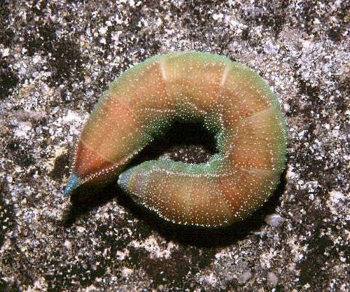 Pre-pupation larva of Smerinthus kindermannii, Turkey. Photo: &copy; Tony Pittaway.