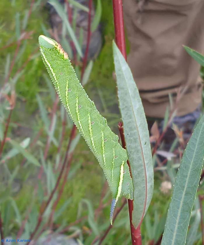 Green larval form of Smerinthus kindermannii, Utror, Swat Valley, Khyber Pakhtunkhwa, Pakistan. Photo: &copy; Azan Karam.