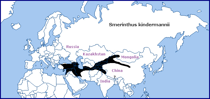 Global distribution of Smerinthus kindermannii. Map: &copy; Tony Pittaway.