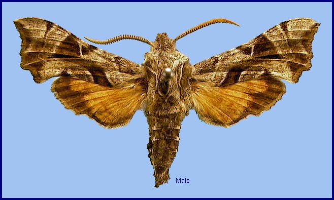 Male Sphingonaepiopsis kuldjaensis, Yining, Xinjiang, China. Photo: &copy; NHMUK.