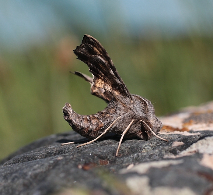 Male Sphingonaepiopsis kuldjaensis, Karatau area, Kazakhstan, 12.v.2014. Photo: &copy; Dmitry Shovkoon.