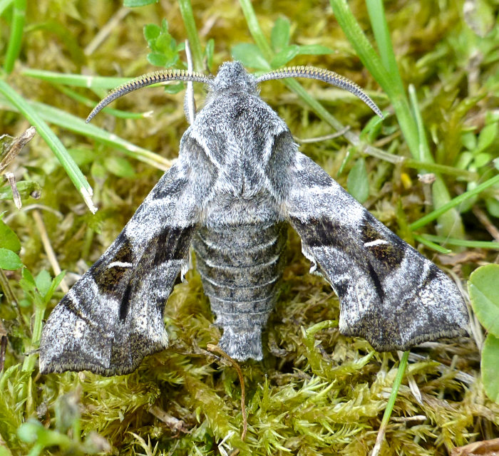 Male Sphingonaepiopsis kuldjaensis, near Almaty, Kazakhstan, bred 2017/18, leg. Serge Yevdoshenko. Photo: &copy; Tony Pittaway.