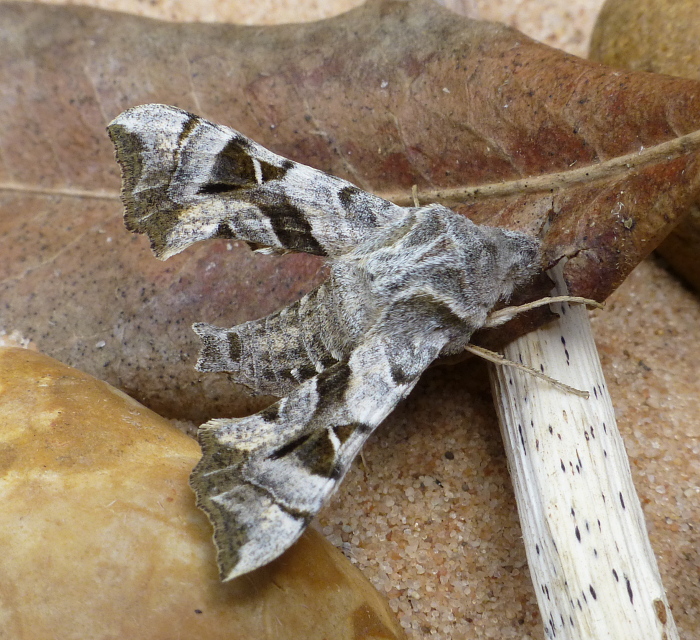 Male Sphingonaepiopsis kuldjaensis, near Almaty, Kazakhstan, bred 2018/19, leg. Serge Yevdoshenko. Photo: &copy; Tony Pittaway.