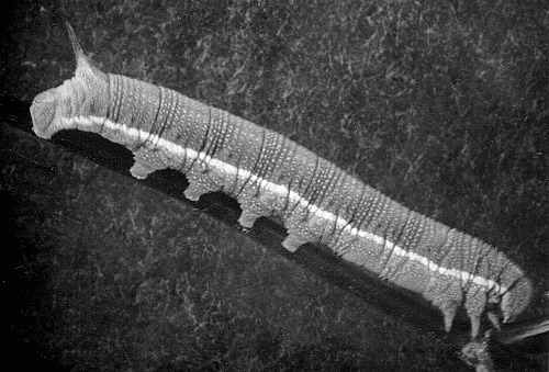 Full-grown larva of Sphingonaepiopsis kuldjaensis, near Tashkent, Uzbekistan, 1250m. Photo: &copy; Vadim Zolotuhin.