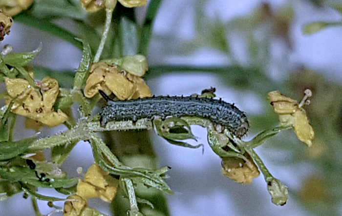 Second instar larva of Sphingonaepiopsis kuldjaensis (bred), near Almaty, Kazakhstan, 2017. Photo: &copy; Serge Yevdoshenko.
