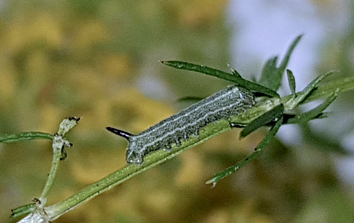 Third instar larva of Sphingonaepiopsis kuldjaensis (bred), near Almaty, Kazakhstan, 2017. Photo: &copy; Serge Yevdoshenko.