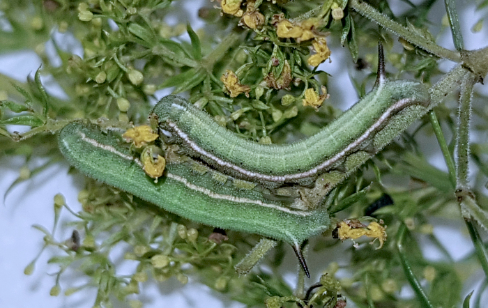 Fourth instar larva of Sphingonaepiopsis kuldjaensis (bred), near Almaty, Kazakhstan, 2017. Photo: &copy; Serge Yevdoshenko.
