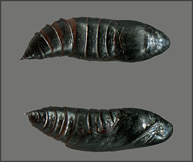 Pupa of Sphingonaepiopsis kuldjaensis, near Almaty, Kazakhstan, leg. Serge Yevdoshenko. Photo: &copy; Tony Pittaway.