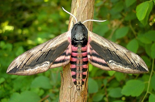 Alarmed male Sphinx ligustri, Oxfordshire, England. Photo: &copy; Tony Pittaway