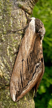 Resting female Sphinx ligustri, Oxfordshire, England. Photo: &copy; Tony Pittaway