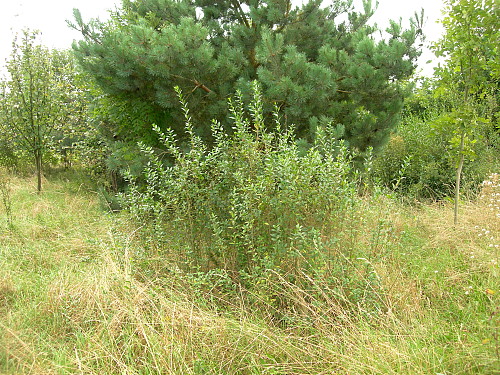 Typical habitat of Sphinx ligustri with Ligustrum vulgare, Oxfordshire, England. Photo: &copy; Tony Pittaway
