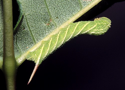Third instar larva of Sphinx ligustri ligustri, Oxfordshire, England, UK. Photo: &copy; Tony Pittaway.