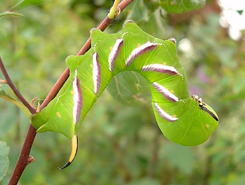 Full-grown larva of Sphinx ligustri on Spiraea, Oxfordshire, England. Photo: &copy; Tony Pittaway.
