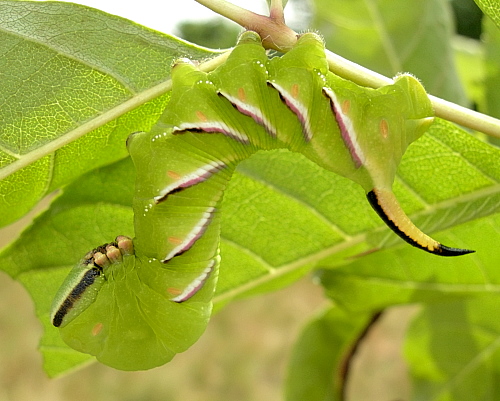 Part grown final instar larva of Sphinx ligustri ligustri, Oxfordshire, England, UK. Photo: &copy; Tony Pittaway.