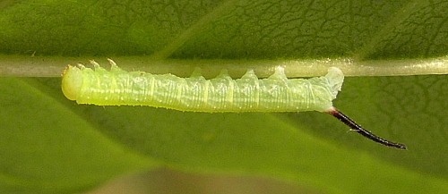 First instar larva of Sphinx ligustri ligustri, Oxfordshire, England, UK. Photo: &copy; Tony Pittaway.