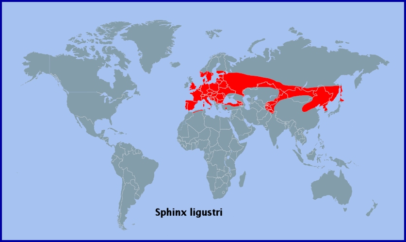 Global distribution of Sphinx ligustri. Map: &copy; Tony Pittaway.