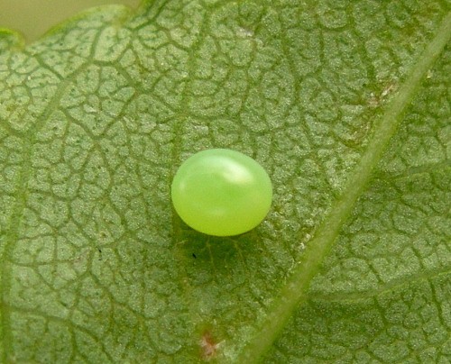 Egg of Sphinx ligustri ligustri, Oxfordshire, England, UK. Photo: &copy; Tony Pittaway.