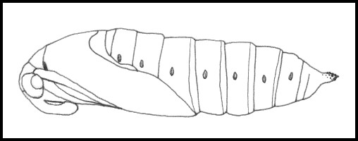 Pupa of Sphinx ligustri ligustri, Oxfordshire, England, UK. Image: &copy; Tony Pittaway.